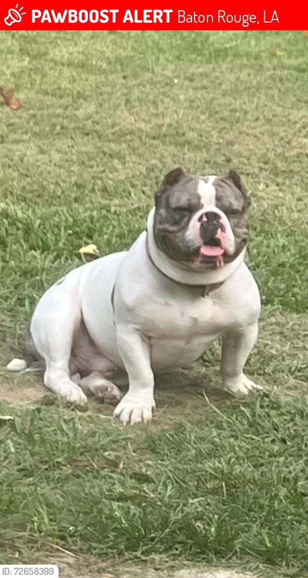 Lost Male Dog last seen Rhonda Aveand Jester Ave, Baton Rouge, LA 70816