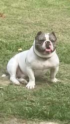 Lost Male Dog last seen Rhonda Aveand Jester Ave, Baton Rouge, LA 70816