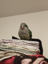 Lost Male Bird last seen Reflections apmts, Virginia Beach, VA 23452