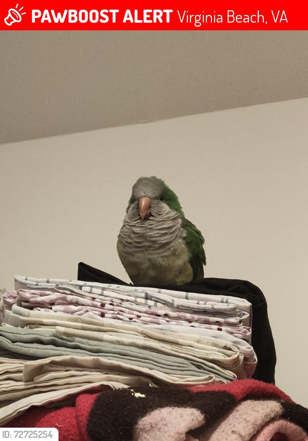 Lost Male Bird last seen Reflections apmts, Virginia Beach, VA 23452