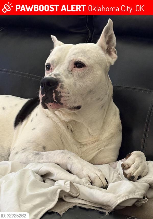 Lost Male Dog last seen Nw 14 th north Tulsa , Oklahoma City, OK 73107