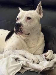 Lost Male Dog last seen Nw 14 th north Tulsa , Oklahoma City, OK 73107