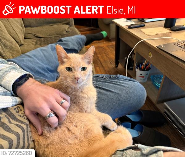 Lost Male Cat last seen Pine St & Ovid St, Elsie, MI 48831