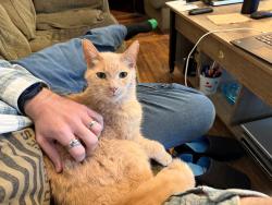 Lost Male Cat last seen Pine St & Ovid St, Elsie, MI 48831