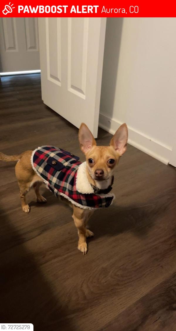 Lost Male Dog last seen AirPort y 13th ave, Aurora, CO 80011