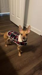 Lost Male Dog last seen AirPort  y 13th ave , Aurora, CO 80011