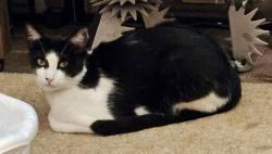 Lost Male Cat last seen Near W Harris, San Angelo, TX 76901