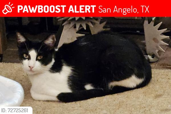 Lost Male Cat last seen Near W Harris, San Angelo, TX 76901