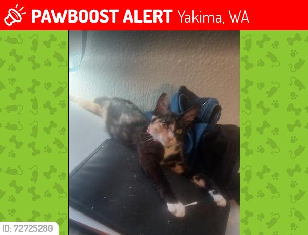 Lost Female Cat last seen Near S 72D AVE YAKIMA WA 98908, Yakima, WA 98908