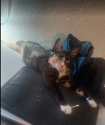 Lost Female Cat last seen Near S 72D AVE YAKIMA WA 98908, Yakima, WA 98908