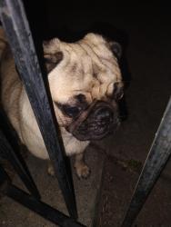 Found/Stray Male Dog last seen Polk and Berkeley , Dallas, TX 75224