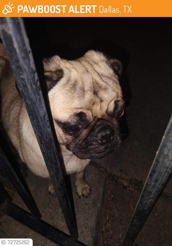 Found/Stray Male Dog last seen Polk and Berkeley , Dallas, TX 75224