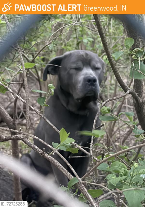 Found/Stray Male Dog last seen Selective seconds, Greenwood, IN 46142