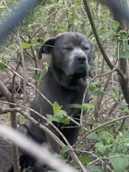 Found/Stray Male Dog last seen Selective seconds, Greenwood, IN 46142