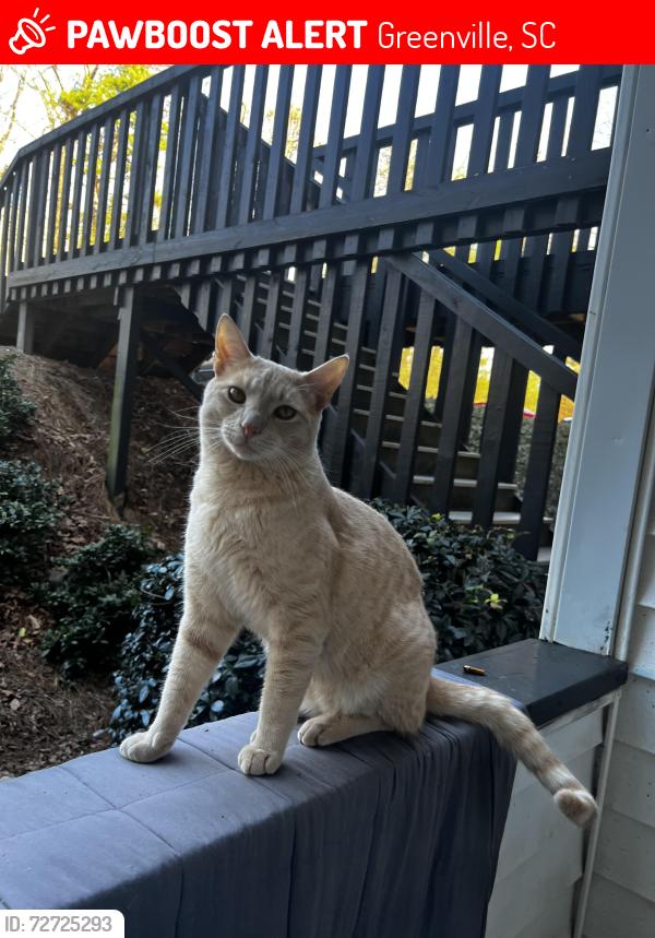 Lost Male Cat last seen Haywood Road, Greenville, SC 29615