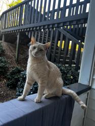 Lost Male Cat last seen Haywood Road, Greenville, SC 29615