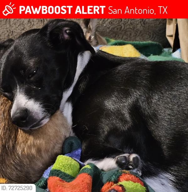 Lost Female Dog last seen Vance jackson, San Antonio, TX 78213