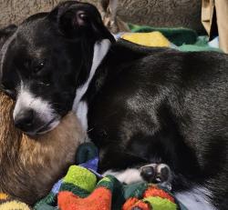 Lost Female Dog last seen Vance jackson, San Antonio, TX 78213