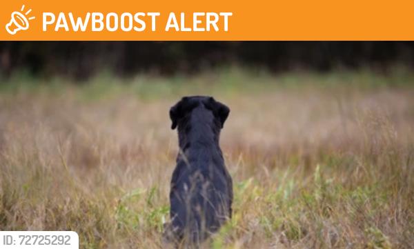 Found/Stray Unknown Dog last seen Off Rt 92 across from Brandywine Creek State Park , New Castle County, DE 19710