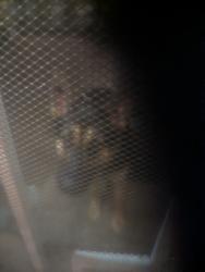 Found/Stray Male Dog last seen Near 28 mile road , Oakdale, CA 95361