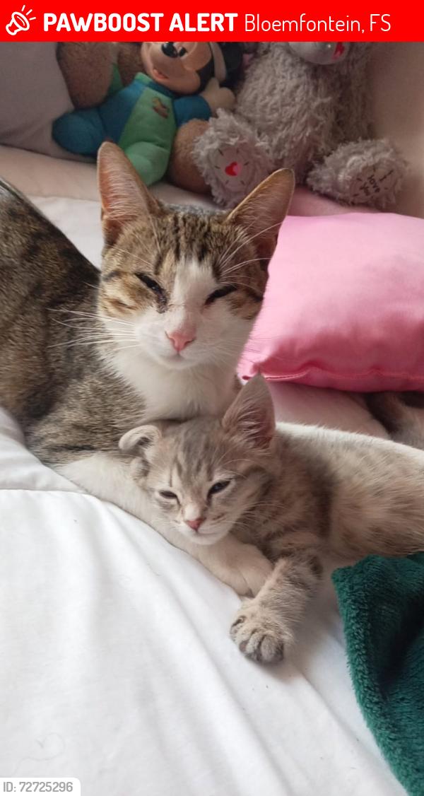Lost Female Cat last seen Ryk Tulbach Street, Bayswater Noordhoek Bloemfontein, Bloemfontein, FS 9301