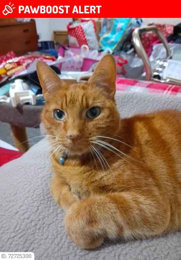 Lost Male Cat last seen The Talbot Pub., North Lincolnshire, England DN16