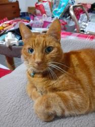 Lost Male Cat last seen The Talbot Pub., North Lincolnshire, England DN16