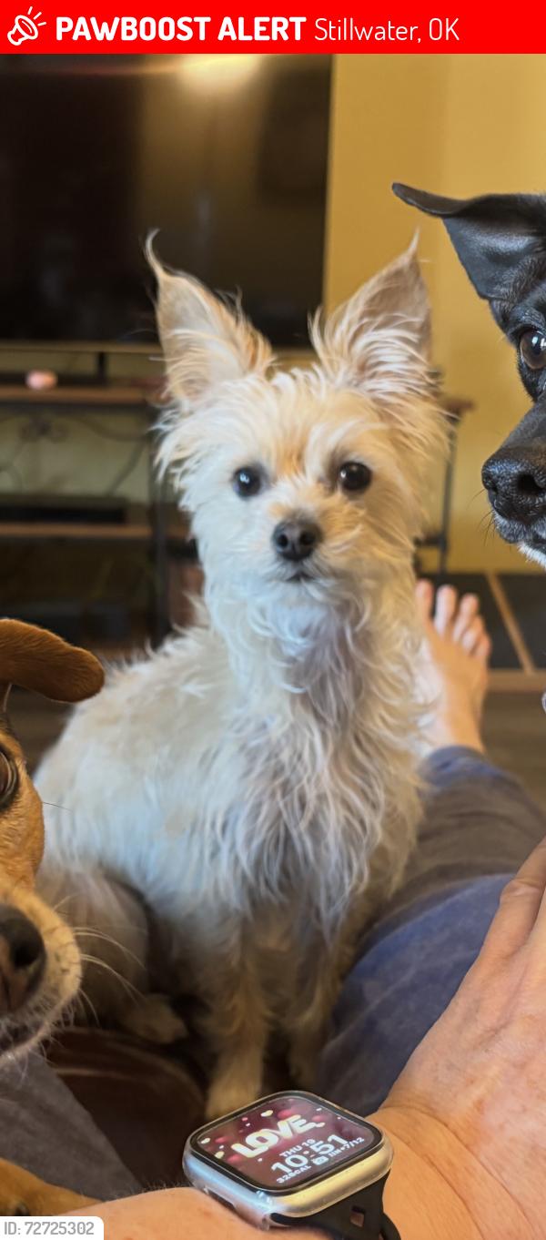 Lost Female Dog last seen Prairie, Stillwater, OK 74074