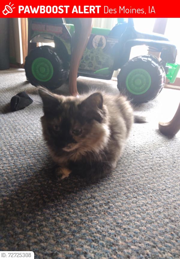 Lost Female Cat last seen Garton Elementary , Des Moines, IA 50317