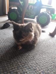 Lost Female Cat last seen Garton Elementary , Des Moines, IA 50317