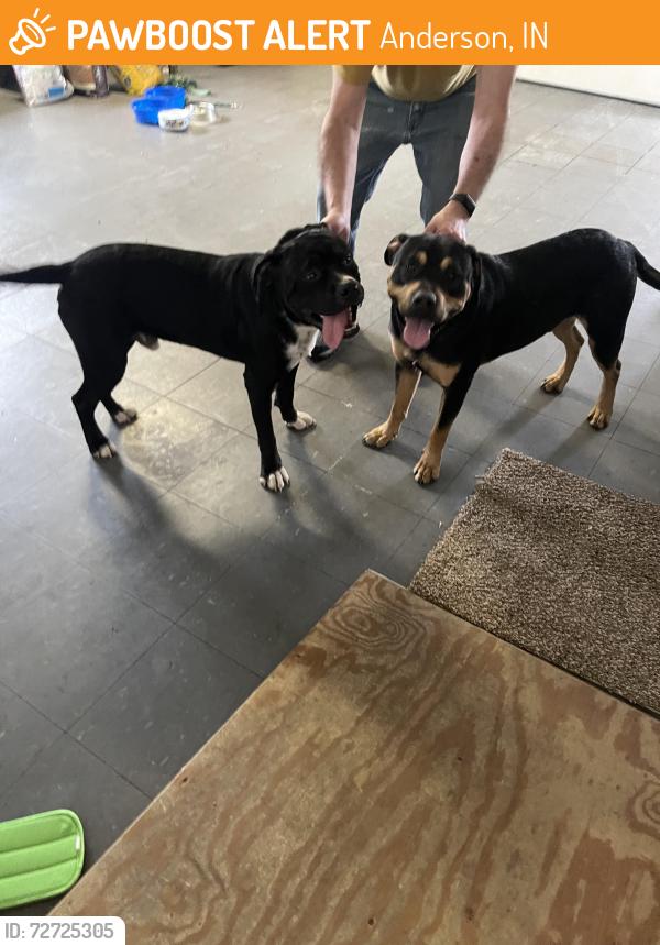 Found/Stray Male Dog last seen Iroquois andterfield , Anderson, IN 46012