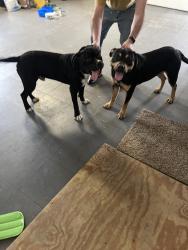 Found/Stray Male Dog last seen Iroquois andterfield , Anderson, IN 46012