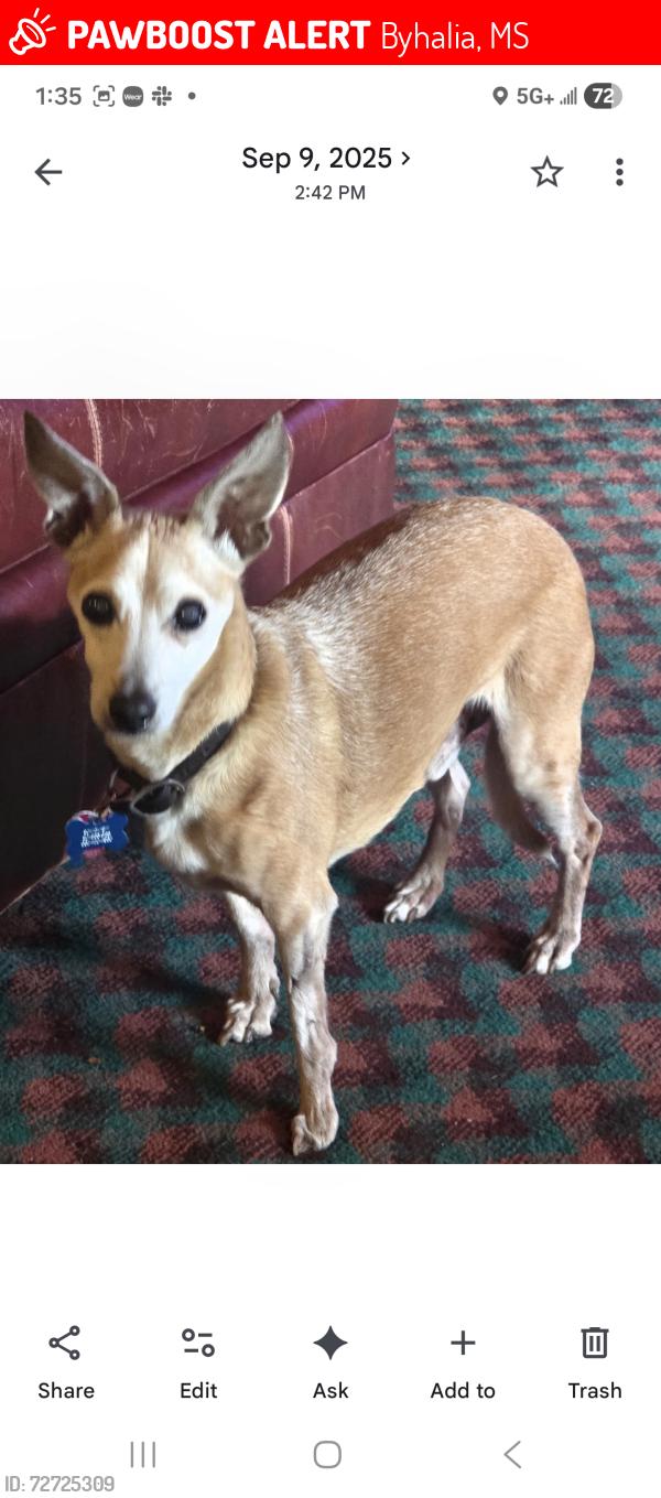 Lost Male Dog last seen Cayce Rd &  Jon Chris, Byhalia, MS 38611