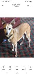 Lost Male Dog last seen Cayce Rd &  Jon Chris, Byhalia, MS 38611
