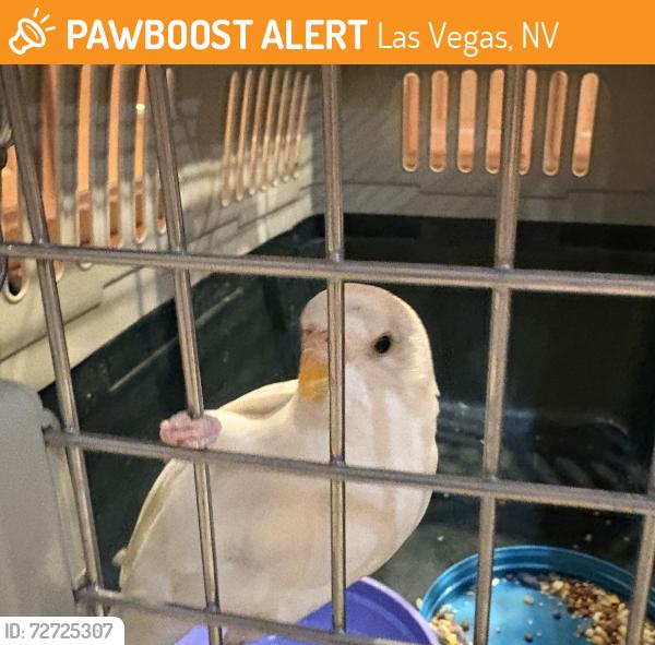 Found/Stray Unknown Bird last seen Centennial Pkwy & Grand Canyon, Las Vegas, NV 89149