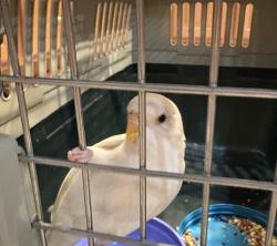 Found/Stray Unknown Bird last seen Centennial Pkwy & Grand Canyon, Las Vegas, NV 89149