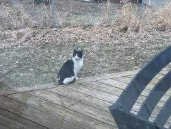 Found/Stray Unknown Cat last seen County Road B and Dale, Roseville, MN 55113