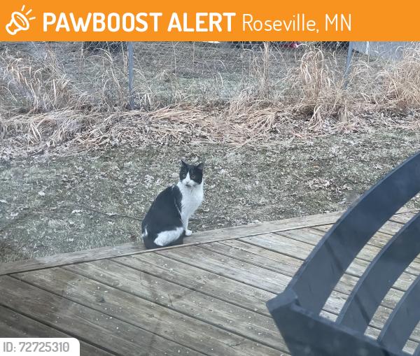 Found/Stray Unknown Cat last seen County Road B and Dale, Roseville, MN 55113