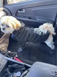 Lost Male Dog last seen 60th & Elizabeth , Chicago, IL 60636