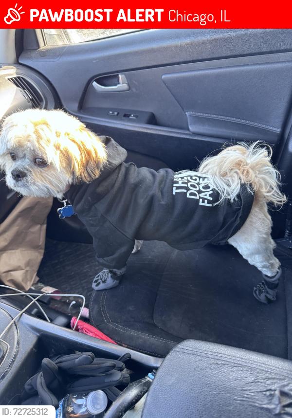 Lost Male Dog last seen 60th & Elizabeth , Chicago, IL 60636