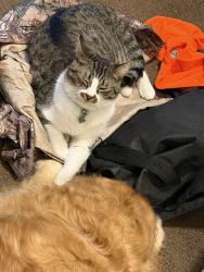 Lost Male Cat last seen Rosemount, State Rt 139, Hinkley Hollow Rd, Portsmouth, OH 45662