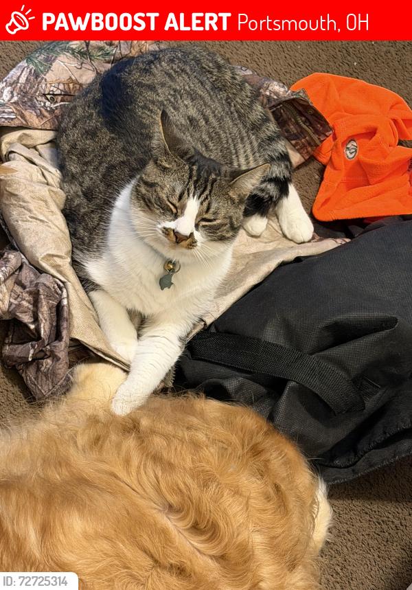 Lost Male Cat last seen Rosemount, State Rt 139, Hinkley Hollow Rd, Portsmouth, OH 45662