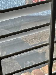 Found/Stray Unknown Cat last seen Miller/FlatRock, Columbus, GA 31907