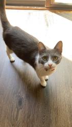 Lost Female Cat last seen Fox Run 2, Murphy, NC 28906