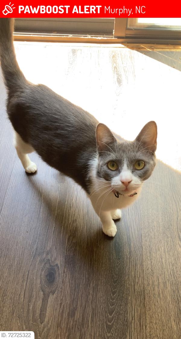 Lost Female Cat last seen Fox Run 2, Murphy, NC 28906