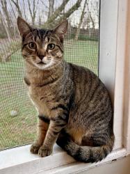Lost Male Cat last seen Henson Road, Knoxville, TN 37921