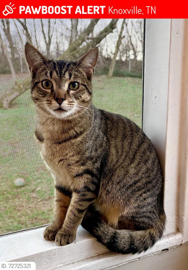 Lost Male Cat last seen Henson Road, Knoxville, TN 37921