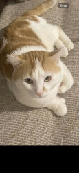 Lost Male Cat last seen Near W Touhy ave Chicago IL 60626, Chicago, IL 60626
