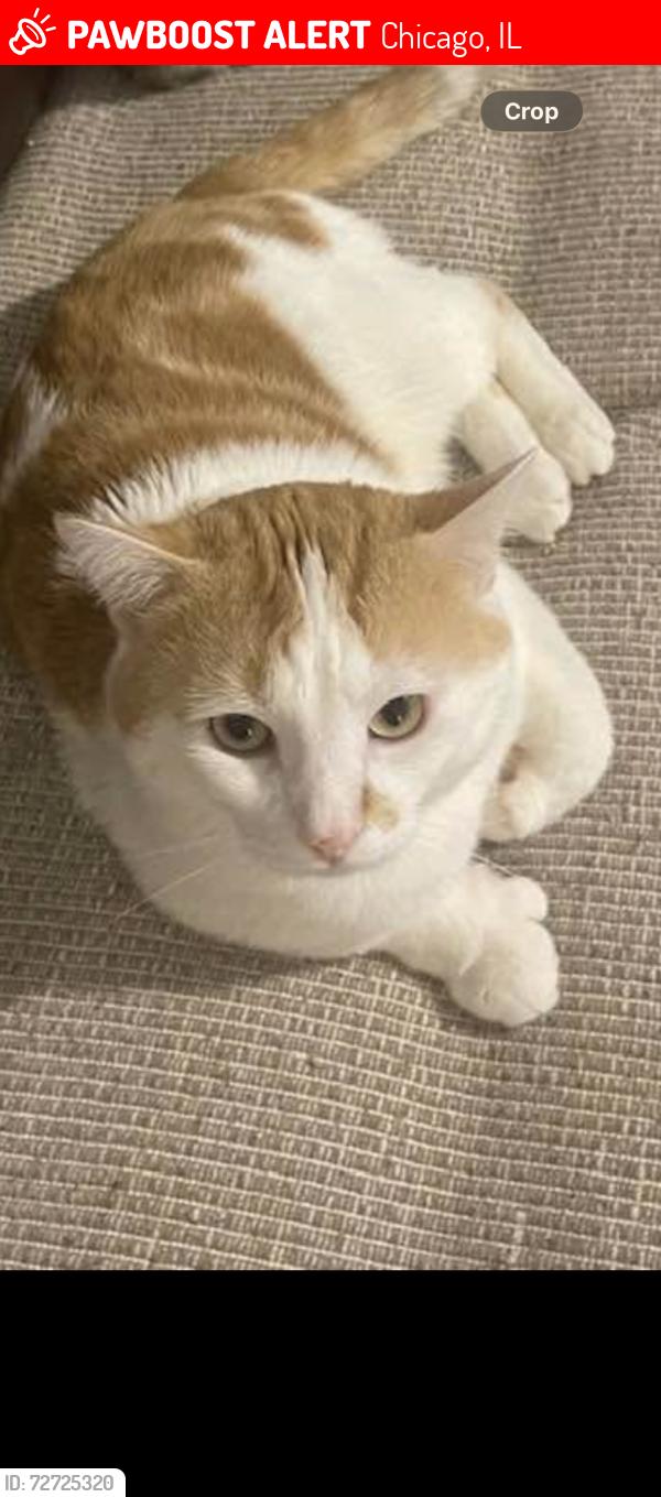 Lost Male Cat last seen Near W Touhy ave Chicago IL 60626, Chicago, IL 60626