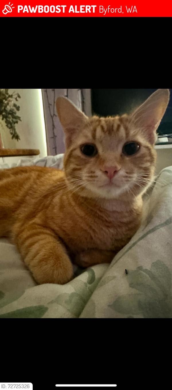 Lost Male Cat last seen Kardan Boulevard Byford, Byford, WA 6122